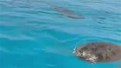 ظهور قرش من نوع تايجر خلال مهاجمته سلحفاة بحرية في وادي الجمال بالبحر الأحمر
