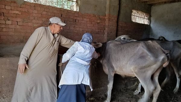 المنوفية تحصن أكثر من 313 ألف رأس ماشية ضمن الحملة القومية ضد الحمى القلاعية والوادي المتصدع