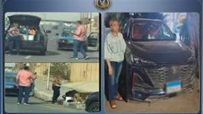 مصدر أمني بشأن ضبط سيدة لإطعامها الكلاب الضالة بالقاهرة: يؤدي إلى تغيير سلوكها وزيادة شراستها
