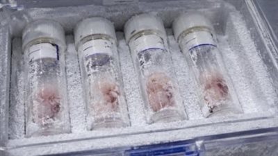 اعتقال إسرائيلي في مطار بقبرص بتهمة تهريب 4 أجنة حية