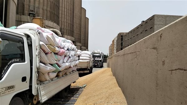 الذهب الأصفر يواصل التدفق.. توريد قرابة 90 ألف طن قمح بالقليوبية