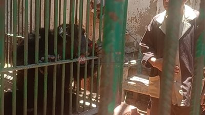 منع تصوير القرد «كوكو» نجم التريند مع الزائرين.. وإدارة حديقة الحيوان بالفيوم تكشف السبب