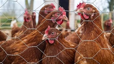وزارة الزراعة توضح الأوراق المطلوبة لإنشاء مزرعة دواجن على أرض زراعية