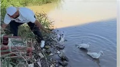 شاب عراقي يطلق البط في نهر دجلة.. مبادرة بيئية تحصد ملايين المشاهدات| ما القصة؟