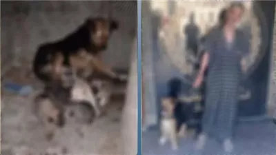 أخاف سيدة وسبب لها الذعر.. التحقيق مع المتهم بتربية كلب بمدخل عقار سكني في حي الخليفة بالقاهرة