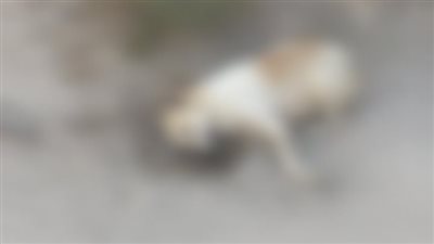 العثور على 15 كلبًا نافقًا داخل قرية سياحية بالإسماعيلية.. وشبهة تسمم وراء الواقعة