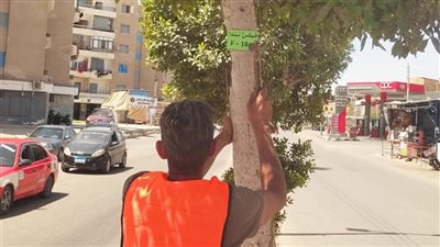 الإسماعيلية تواصل تنفيذ مبادرة 100 مليون شجرة بحصر وتكويد الأشجار بالمراكز والمدن 