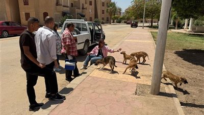تحصين 150 كلبًا بمدينة أسيوط الجديدة للحد من المخاطر الصحية المرتبطة بمرض السعار