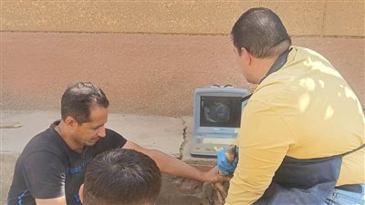 الزراعة: تلقيح أكثر من 38 ألف رأس ماشية خلال مايو.. وتوسعات جديدة في برامج التحسين الوراثي