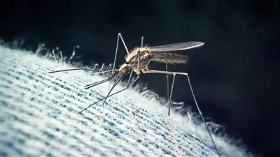 بعد اكتشافه في اسكتلندا.. تعرف على أعراض الإصابة بفيروس أوسوتو 