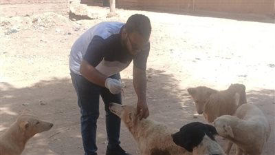 طب بيطري أسوان تكثف حملات تحصين الكلاب الحرة ضد مرض السعار