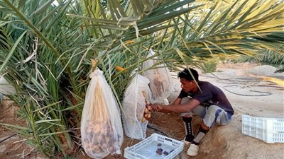 البلح المجدول من طور سيناء إلى دول العالم والزراعات التنموية تغزو جنوب سيناء