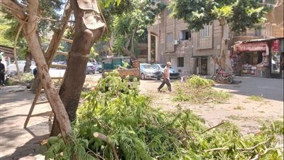 تحرك عاجل بعد شكاوى المواطنين.. محافظة الجيزة تُؤمّن شجرة مائلة بالعجوزة وتُخلي محيط مدرسة بالهرم من الإشغالات