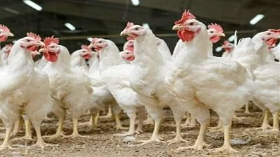  أسعار الفراخ البيضاء والساسو والبلدي اليوم الثلاثاء 14 يوليو في الأسواق