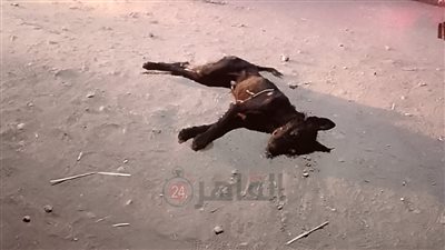 كلب مسعور يعقر 6 أشخاص في سوهاج