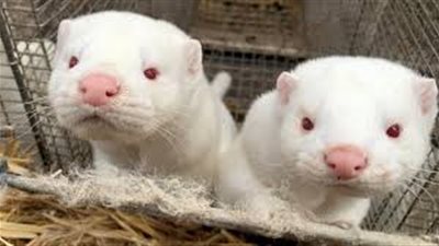  للحد من انتشار الطفرة الجديدة لكورونا..الدنمارك: حملة إبادة للملايين من حيوان 