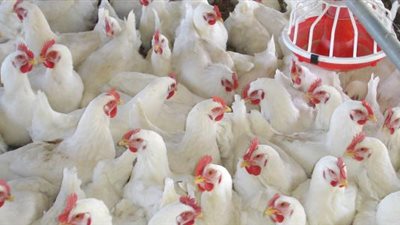 رئيس الخدمات البيطرية ينفي لـ