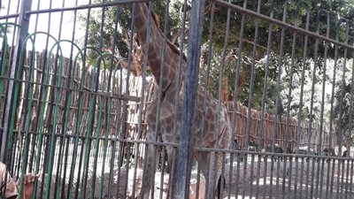 وصول 3 زرافات جدد إلى مطار القاهرة قادمين من جنوب إفريقيا (صور)