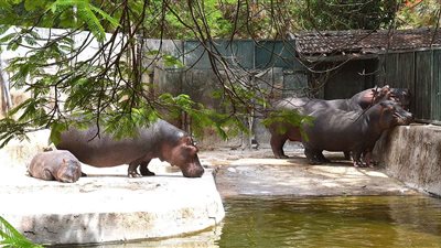 بعد وصول الـ3 زرافات.. حديقة الحيوان تودع سيد قشطة وأكباش الأروى خلال أيام