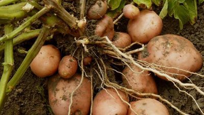 مذكرة عاجلة من منتجي البطاطس لرئيس الوزارء: نعيش انتكاسة ونطالب بتعويض (خاص)