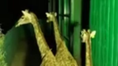 دخول الزرافات إلى المبيت بحديقة حيوان الجيزة (صور)