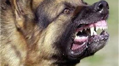 شاهد كلب مسعور يعقر أطفال منطقة الحصواية في محافظة قنا