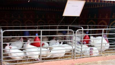 بسبب اكتشاف سلالة جديدة من إنفلونزا الطيور.. كوريا الجنوبية تعدم 9.6 مليون طائر