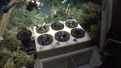 12 نوعًا من الطحالب والرخويات في أعماق المحيط الأطلسي معرضة للخطر بسبب تغير المناخ