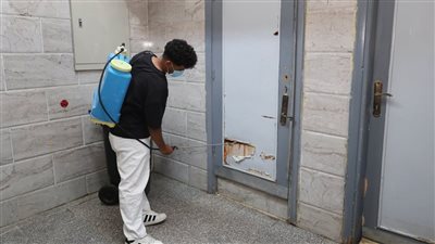 ظهور النمل الأبيض بكلية طب الفم والأسنان بقنا.. والجامعة تبدأ أعمال المكافحة