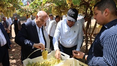 محافظ المنيا يشهد حصاد العنب في غرب أبوقرقاص