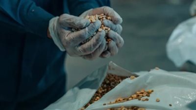 السعودية تحبط تهريب أكثر من مليون و950 ألف حبة إمفيتامين مخدر مخبأة في شحنة عدس