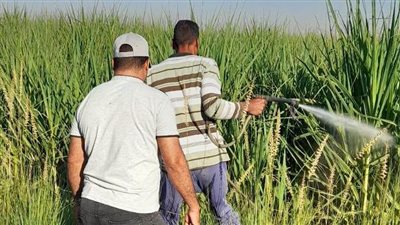 لحماية المحاصيل الاستراتيجية.. لجان فنية تباغت بؤر الإصابة بالحشرة القشرية في الأقصر| صور