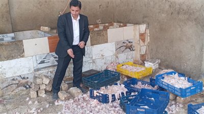 كانت في طريقها للمصانع.. ضبط 2 طن أجزاء دواجن فاسدة بالجيزة وإحالة الواقعة للنيابة