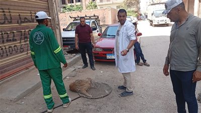محافظ الدقهلية يوجه بتكثيف حملات مواجهة الكلاب الضالة بحي غرب المنصورة