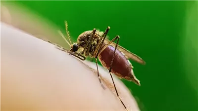 فيروس غرب النيل يحصد أول ضحية بالولايات المتحدة.. تعرف عليه