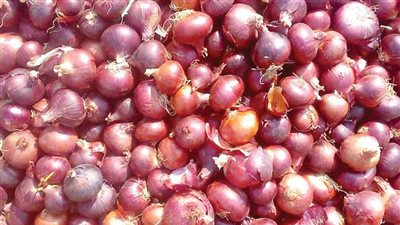 “الزراعة” تعلن فتح الأسواق التركية أمام البصل المصري
