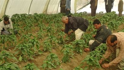 السيد فليفل:”الماشية” وتوفير صناعة “الأرز” و”القصب” من أهم مكاسب مصر الاقتصادية