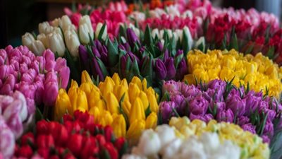 “كولومبيا” أكثر الدول تصديرًا للورد فى “عيد الحب”