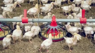 الزراعة: سعر كيلو الدواجن فى المزرعة بـ 28 جنيها (فيديو)