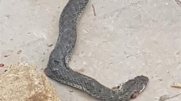 ثعابين الرحاب