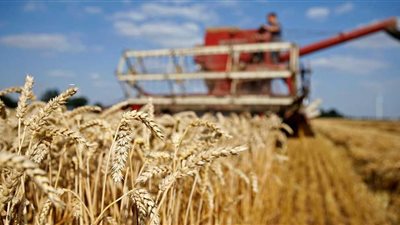 تقرير رسمي: مصر استوردت أكثر من 12 مليون طن قمح في عام 2020 (خاص)