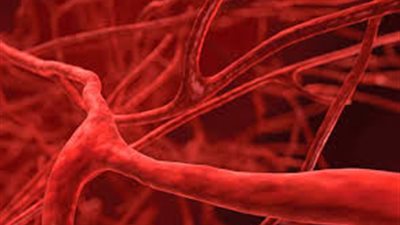 تورط خلايا الأوعية الدموية في الالتهابات المزمنة للسمنة (دراسة)