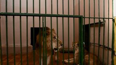 الأسد مخرجش.. حديقة حيوان الإسكندرية: ليس هجومًا.. والحارس إصابته طفيفة