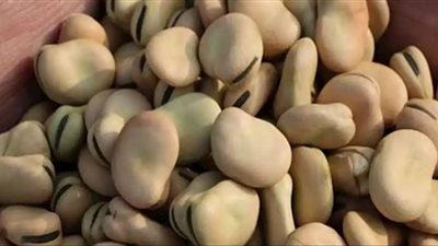 قرار بوقف تصدير الفول بكافة أنواعه لـ3 أشهر إضافية