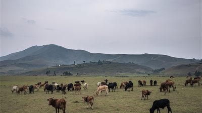 بريطانيا تدرس إدخال التعديلات الجينية على المحاصيل والماشية 