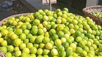 أسعار الليمون ترتفع 200% بالإسكندرية بسبب 
