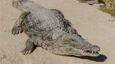 ظهور تمساح بترعة الملاح بأسيوط يثير الذعر بين المواطنين (صورة)