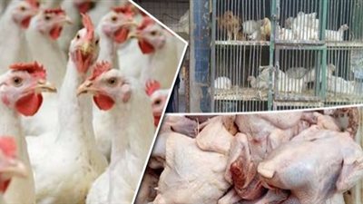 ارتفاع أسعار الدواجن اليوم 9 يناير 2021 تزامنًا مع أعياد الميلاد