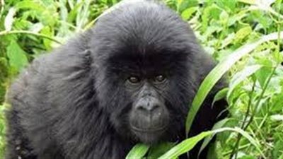 إصابة غوريلتين بفيروس كورونا في أمريكا..والثالثة تعاني من أعراض