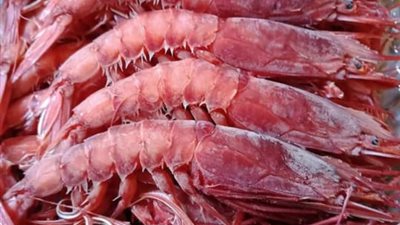 جمبرى الفراولة خير جديد لصيادي عزبة البرج.. سعر الكيلو تصدير يصل إلى 30 يورو.. و60 مركبًا تخصصت فى صيده